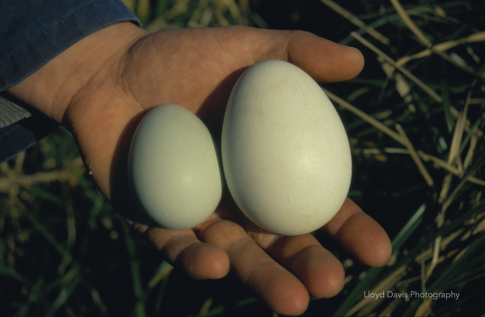 The difference in sizes of eggs within a clutch of erect-crested penguins is the largest for any bird.