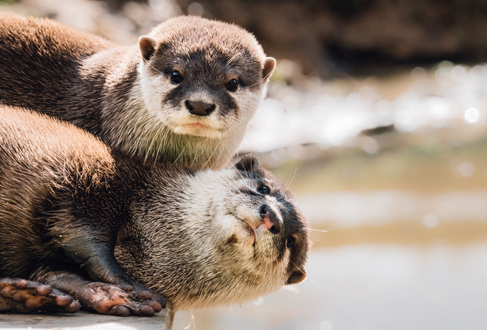 Asian short-clawed otters