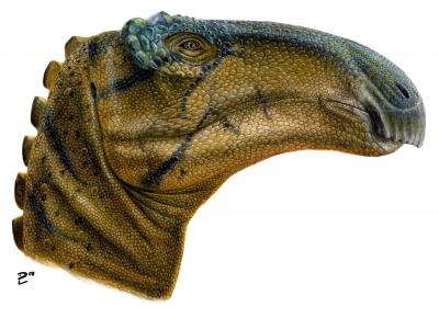 <i>Jeyawati rugoculus</i>