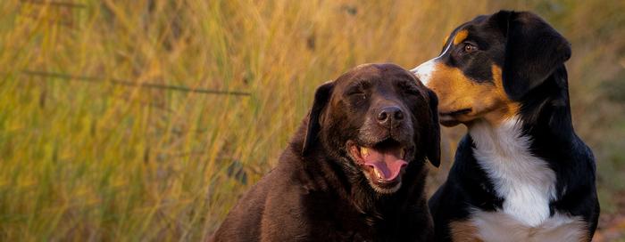 A brown Labrador retriever sits next to a brown and black dog