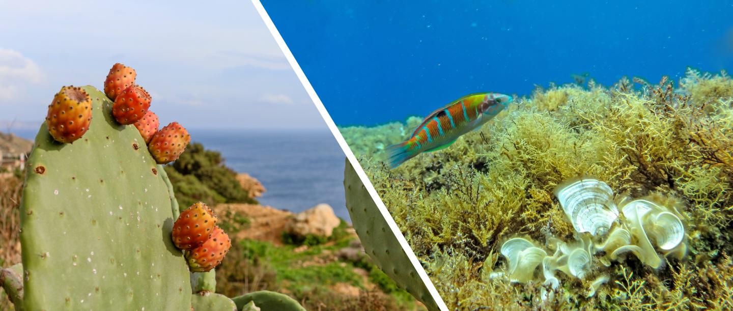 Mediterranean's Elixir of Life