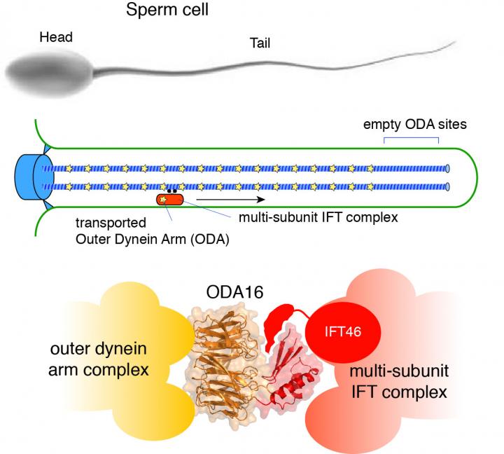 Transport of Molecular Motors into Cilia