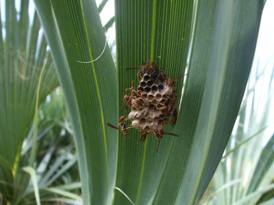 Social Wasps (2 of 2)