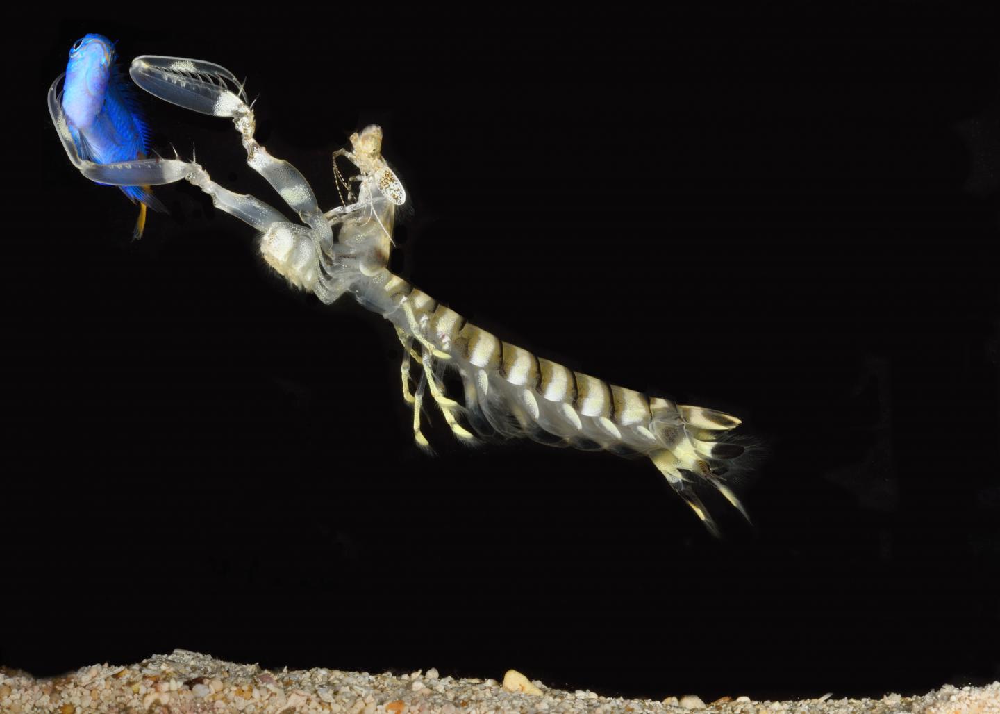 Mantis Shrimp Catching a Fish