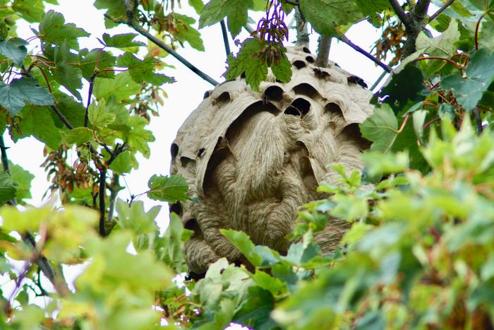 An Asian hornet nest