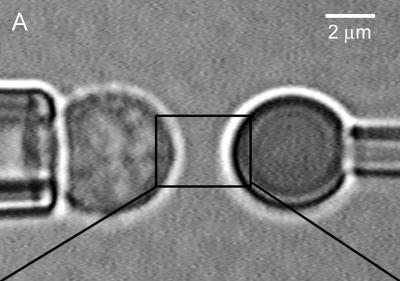Micropipette Adhesion Frequency Assay
