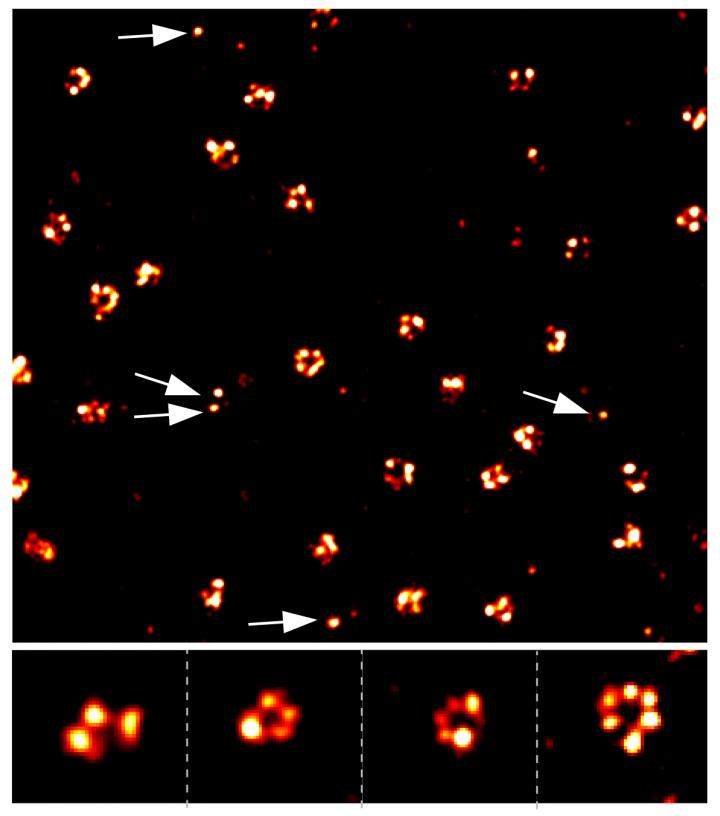 Quantification of a Protein in Pore Complexes within the Nuclear Membrane