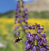 A Bumblebee Approaches a Larkspur Plant (<i>Delphinium</i> Sp.)