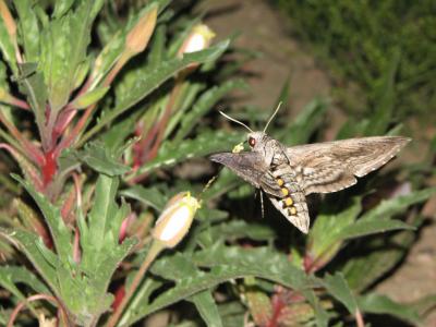 Hawkmoth