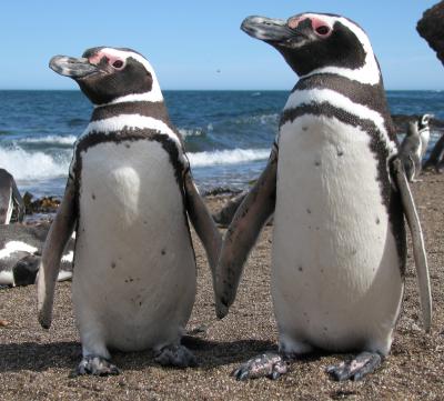 Magellanic Penguins