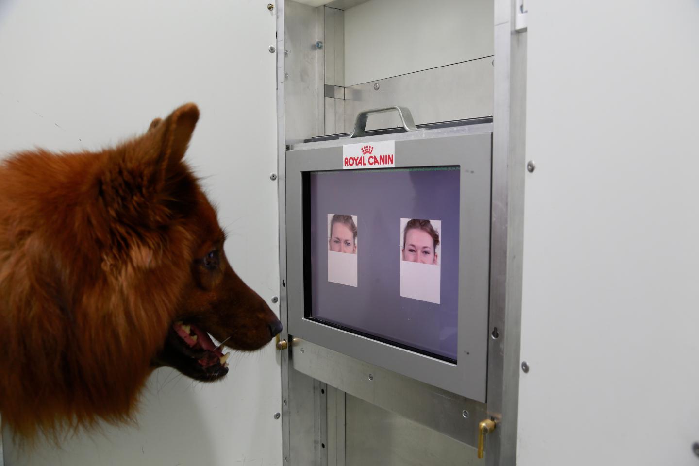 Dogs Can Discriminate Emotional Expressions of Human Faces