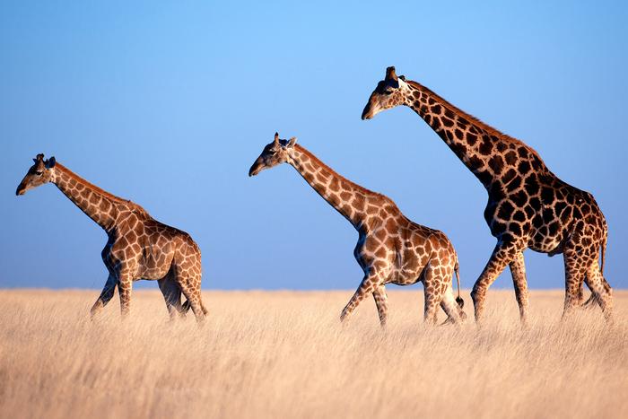 Giraffe trio crossing plain, Etosha, Namibia