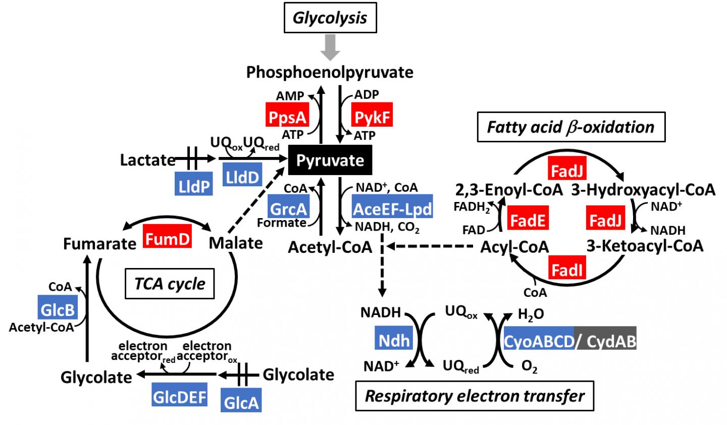 Figure 1. The model of PdhR regulon in metabolic map involving pyruvate