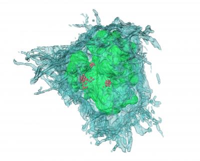 Antigen Feast or Famine in B Cells (1 of 2)