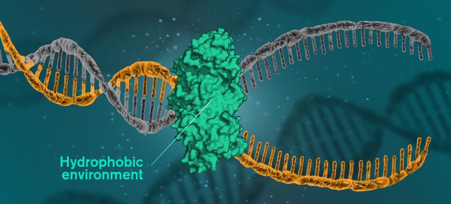 A DNA Molecule Opening up in a Hydrophobic Environment