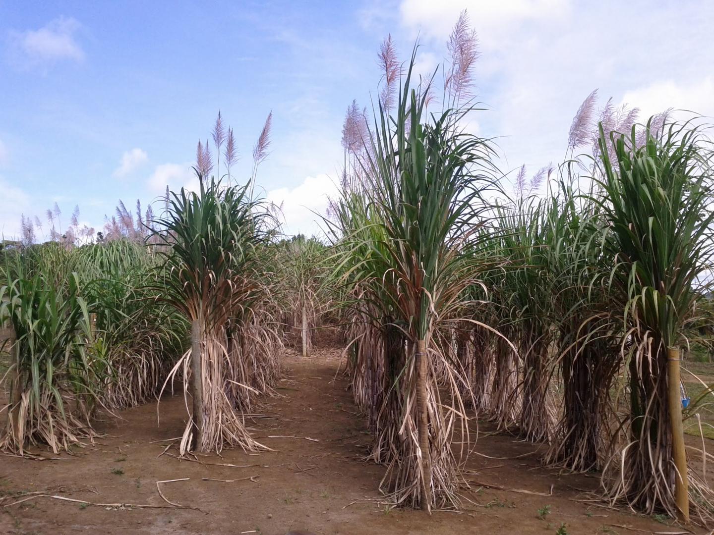 Genetic Mapping of Polyploid Plants