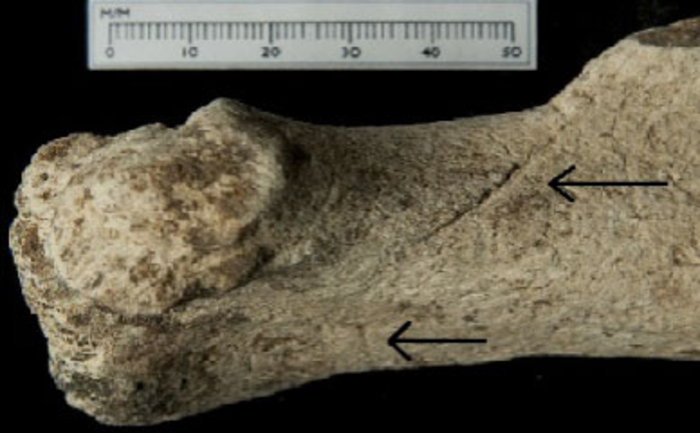 Aurochs bone with cut marks