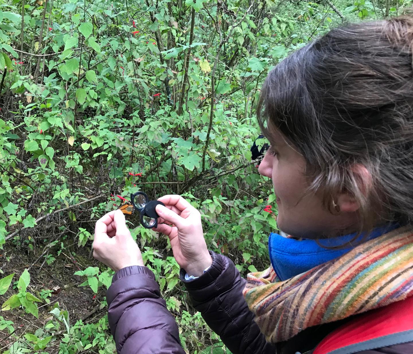 Scientist Tracking Monarchs