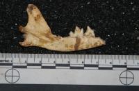 Malapa Fox Fossil (1 of 2)