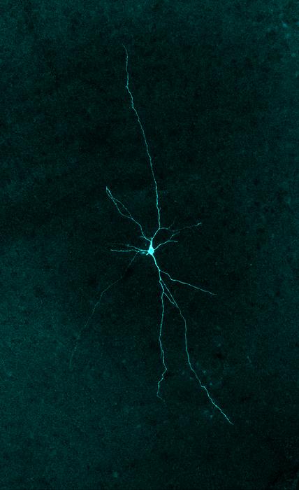 Single PAG inhibitory neuron