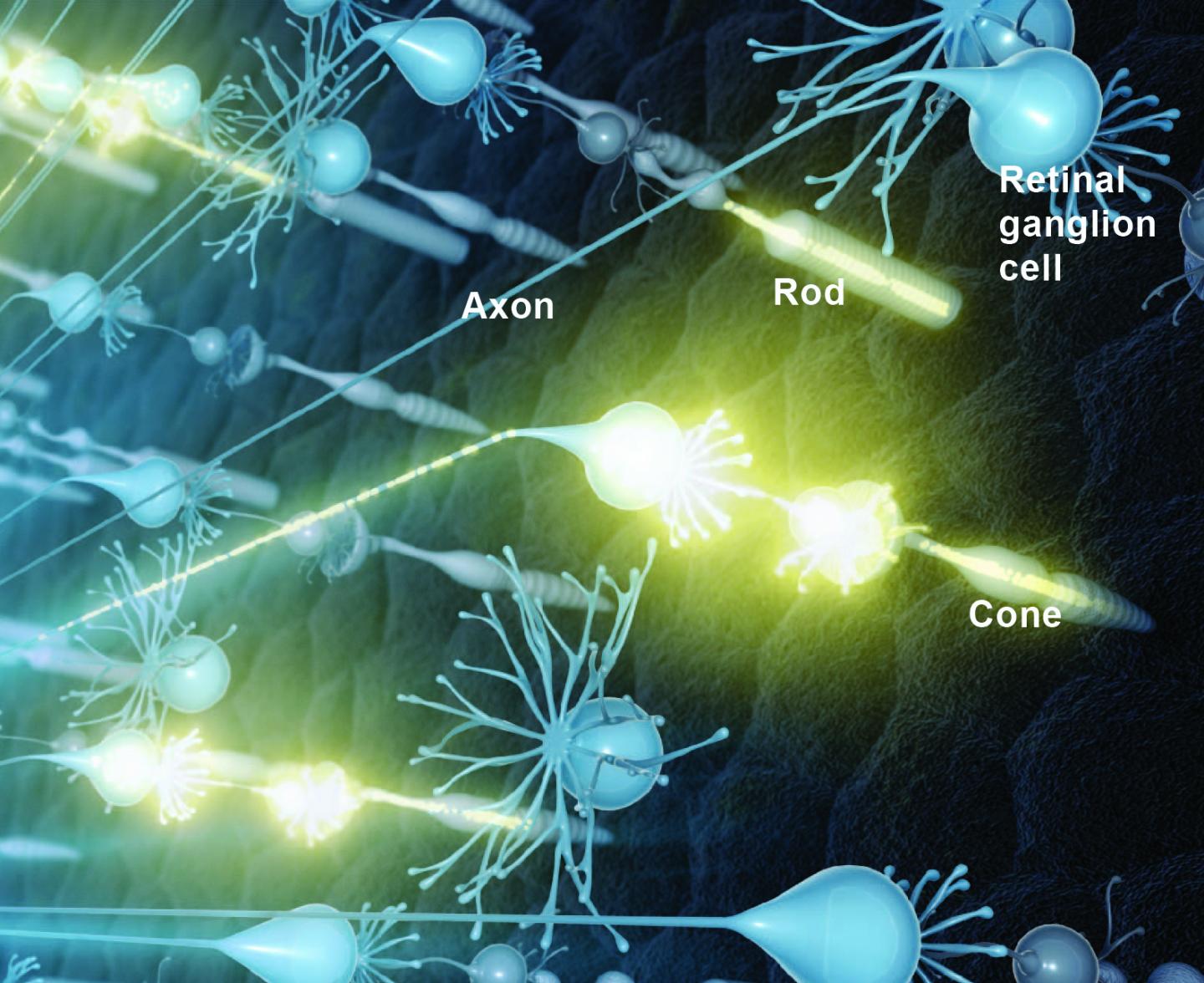 Neural Activity in the Retina