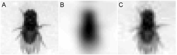 How Blurry is a Fly's Vision?