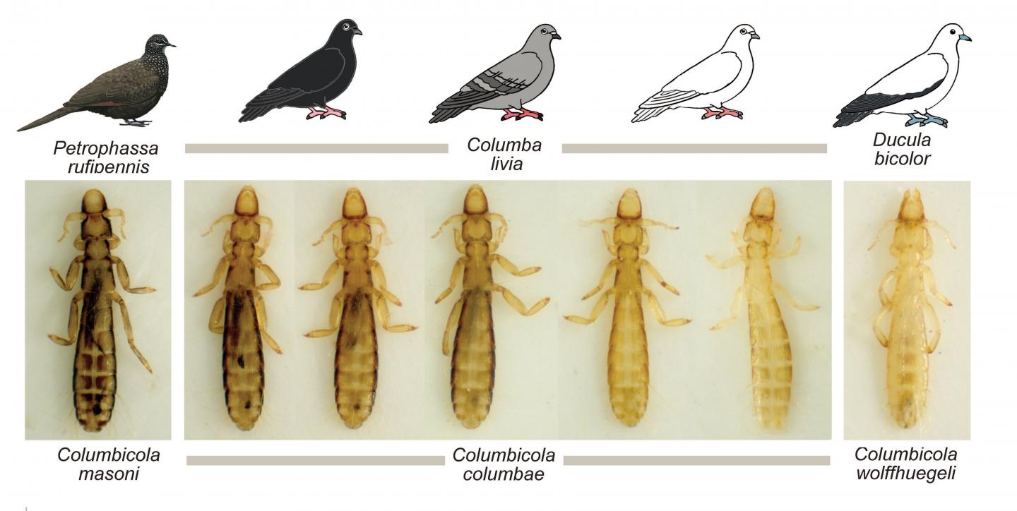 Preening Drives Divergent Camouflage In Feather Lice