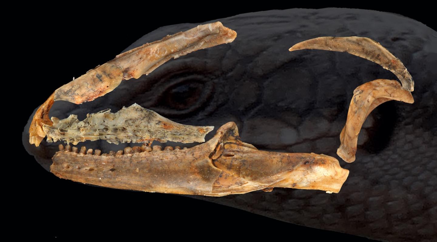 Reassembled Skull Bones of <em>Egernia Gillespieae</em>, a 15 Million Year Old Skink