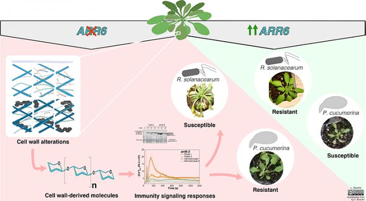 Arr6 Diagram