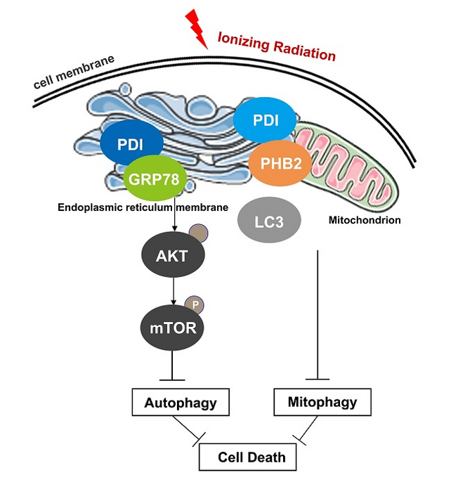 Protein Disulfide Isomerase Regulates Radio Sensitivity by Mitophagy