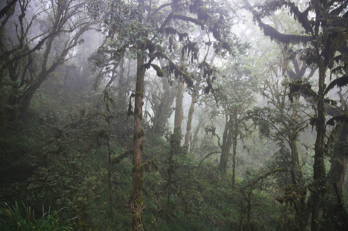 Cloud forest