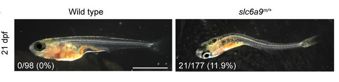 Zebrafish model