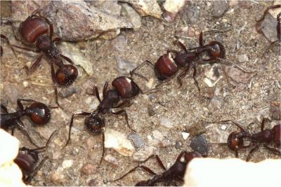 Harvester Ant
