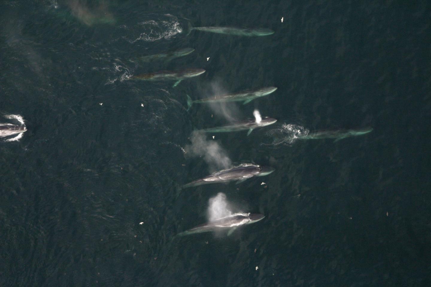 Fin Whales Feeding