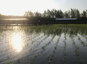 Sowing season in the spring in northeast China