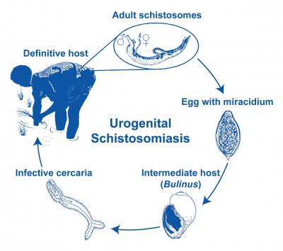 Schistosomiasis Transmitted