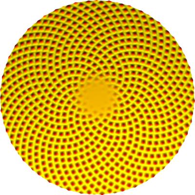 Mathematical Model of Sunflower Head
