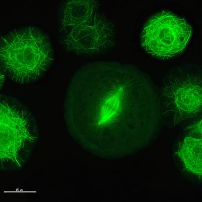 <i>Drosophila</i> Cell