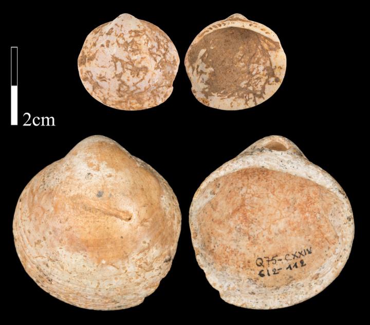 Naturally Perforated Shells Likely One of the Earliest Adornments in the Middle Paleolithic