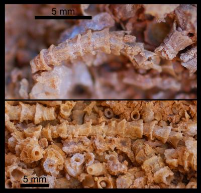 Well-Preserved Fossils of <i>Cloudina carinata</i>