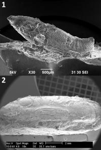 SEM Images of Silicone Replicas of Potsherd Impression