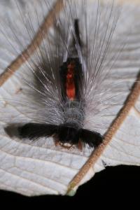 Indonesian Caterpillar