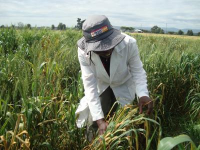 Mercy Wamalwa, Eggerton University