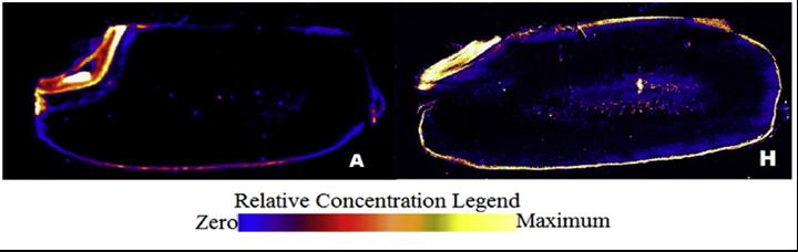 Rice Grain Cross-Section