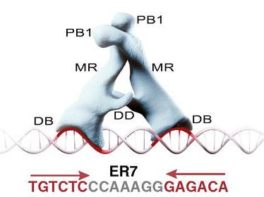 Proteins on DNA