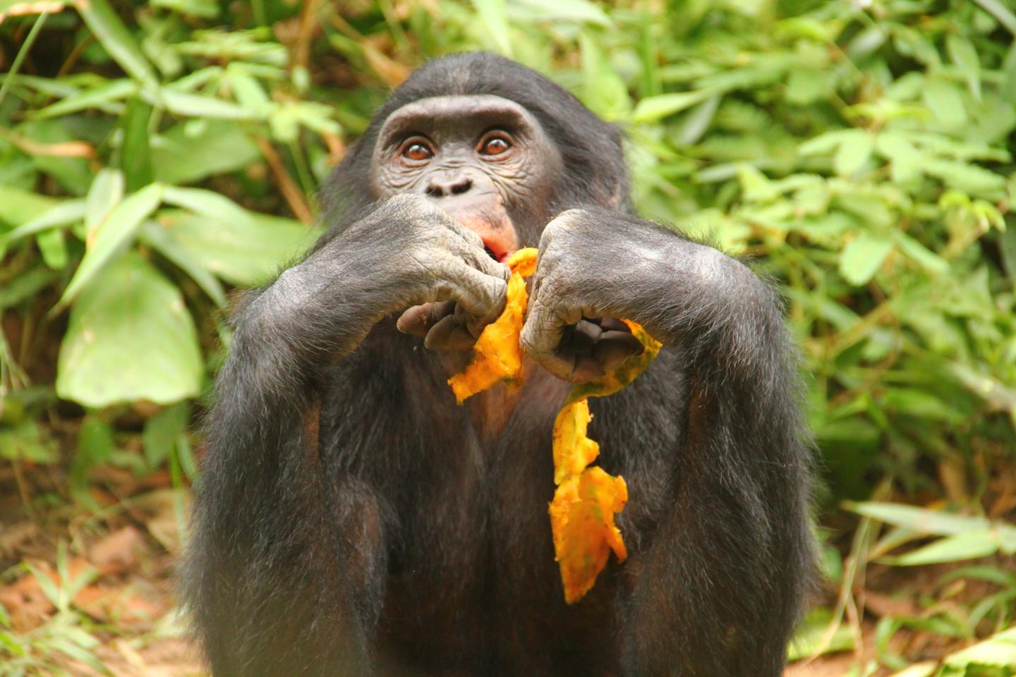 Bonobo feeding decisions predict parasite infection