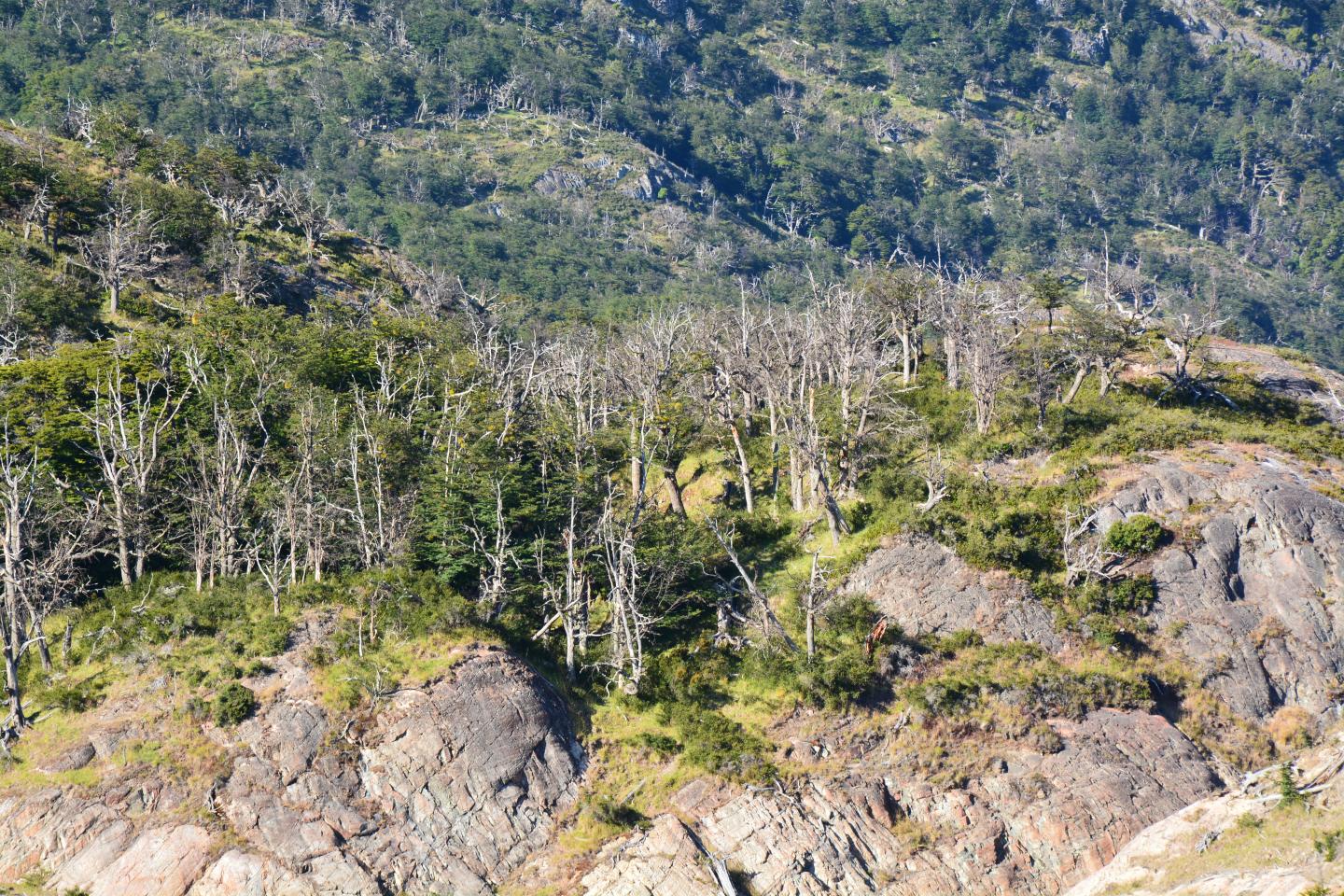 Nothofagus pumili Argentina Villalba