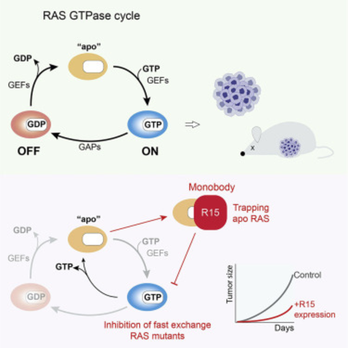 RAS GTPase cycle