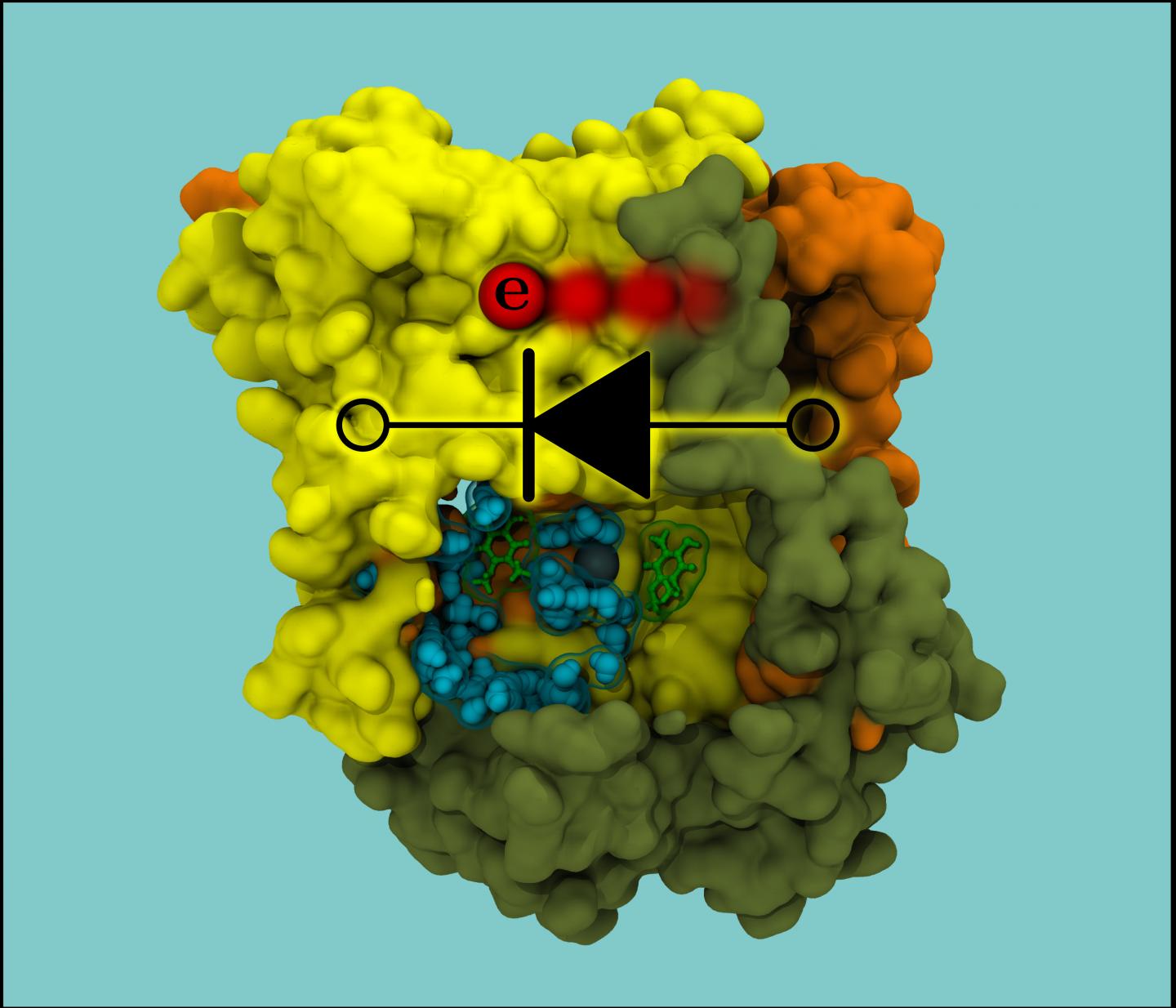 Trapping of Electrons by Protein Water