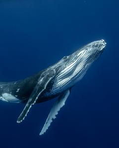 Humpback whale calf